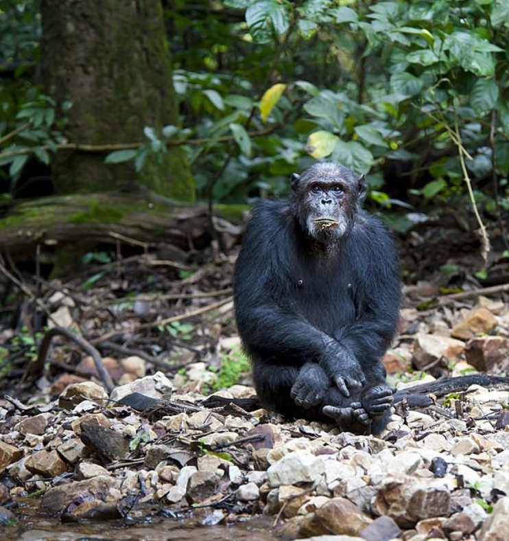 Chimpanzee trekking in Gombe Stream National Park with lush forests and stunning Lake Tanganyika views.