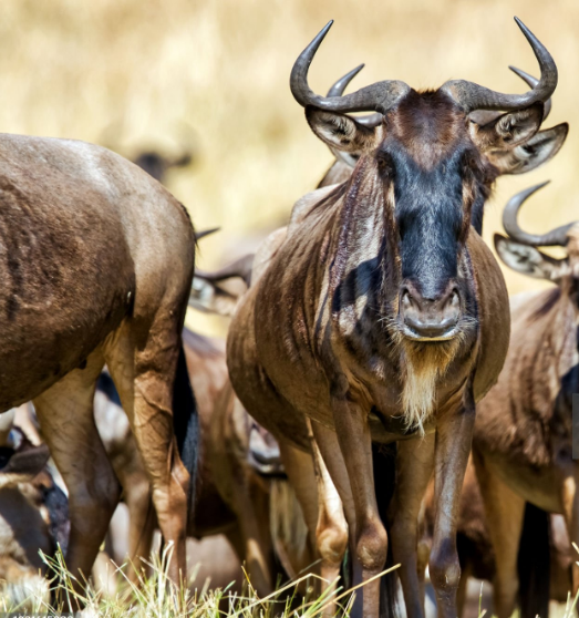 Great Migration in Serengeti: Millions of wildebeests, zebras, and predators in an epic wildlife spectacle.