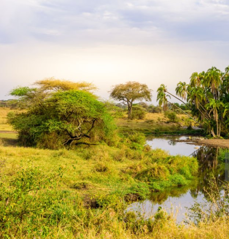 Explore Tanzania's hidden safari gems, from remote parks to pristine beaches and unique wildlife encounters.
