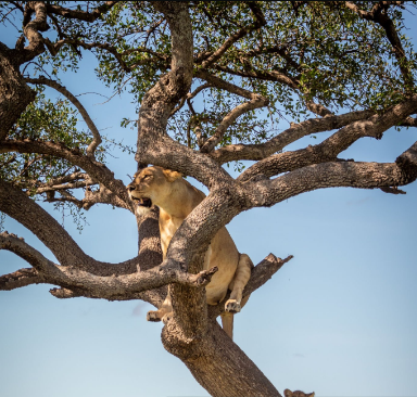 Tree-climbing lions resting on branches in Lake Manyara National Park, Tanzania