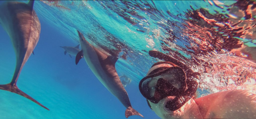 Snorkeling and dolphin watching in Zanzibar's crystal-clear blue waters