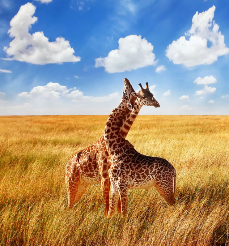 Serengeti plains, Ngorongoro Crater, Tarangire elephants, and Tanzania's stunning wildlife safari destinations