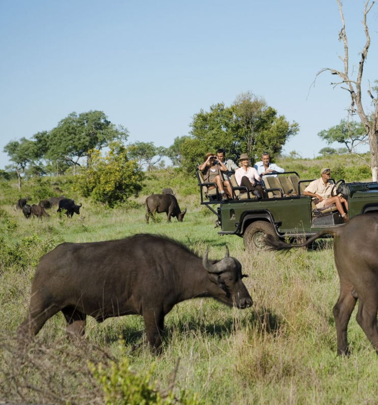 Tanzania's diverse wildlife adventures in Serengeti, Ngorongoro, and more iconic parks