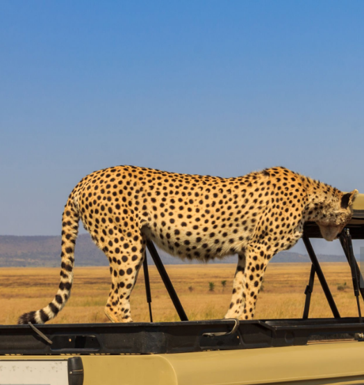 Scenic view of Serengeti National Park with wildlife roaming the vast African savannah.