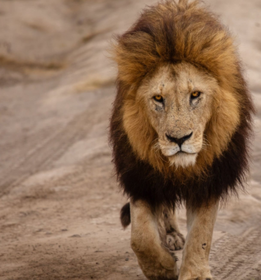 Ngorongoro Crater Wildlife – Stunning safari views with diverse animals, landscapes, and rich Maasai culture.