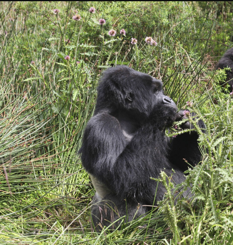 couple enjoying luxury Rwanda safari with gorillas and scenic views