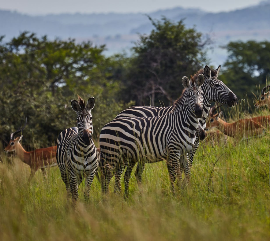 Explore Akagera Wildlife Safaris: lions, elephants, and scenic savannahs in Rwanda’s top park.