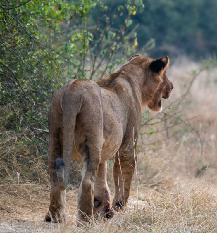 Explore Akagera Wildlife Safaris: Lions, elephants, and stunning landscapes in Rwanda's Akagera National Park.