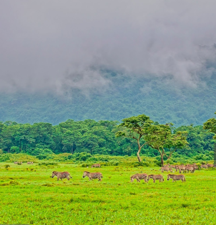 Arusha National Park wildlife, Mount Meru hikes, Momella Lakes, and scenic landscapes in Tanzania.