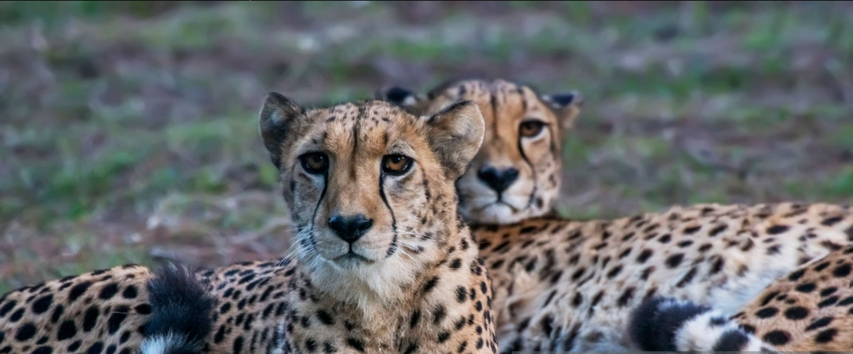 Scenic Arusha to Serengeti travel route with wildlife and landscapes