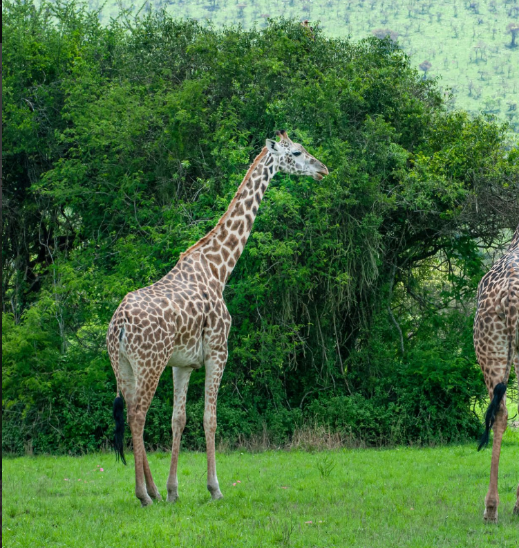 Best Tanzania Rwanda safaris: wildlife, gorilla trekking, and luxury lodges