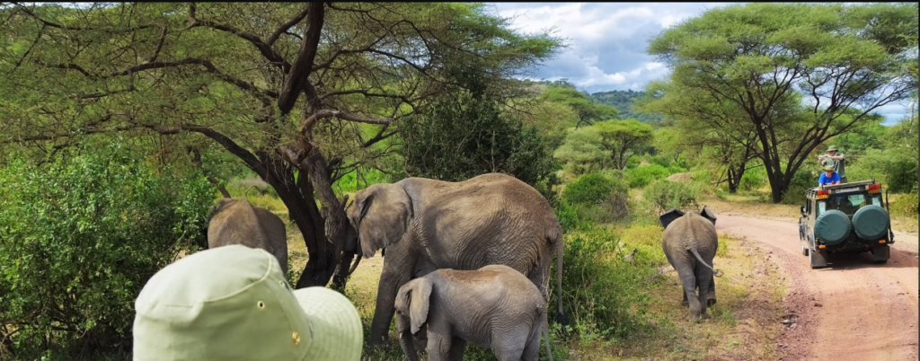 Best Tanzania safari route through Serengeti's wildlife migration and Ngorongoro Crater