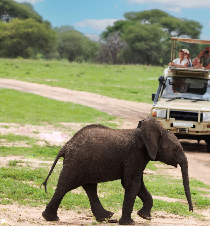 Best Tanzania safari time: wildlife, landscapes, and luxury lodges await.