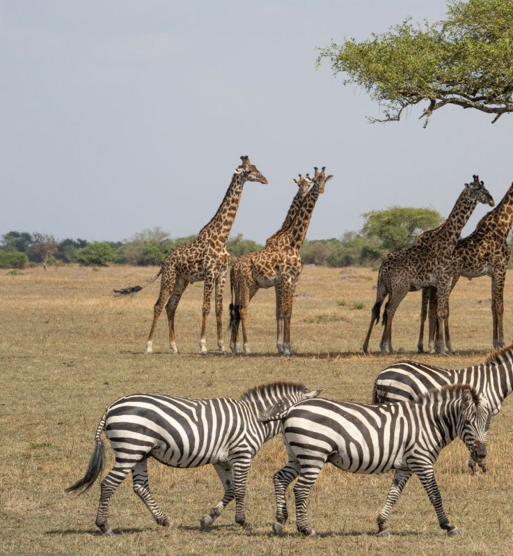 Best time Tanzania wildlife viewing in Serengeti and Ngorongoro Crater.