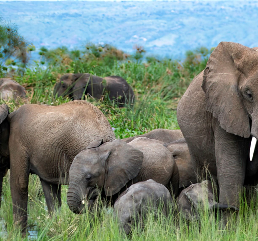 Gorilla trekking in Rwanda's best safari destinations, Akagera savannahs, and Nyungwe rainforests.