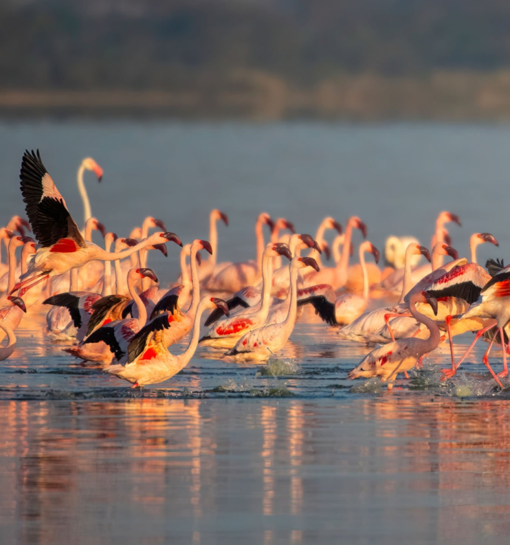 Fishing and birdwatching at Tanzania's Lake Victoria, showcasing serene waters and vibrant wildlife