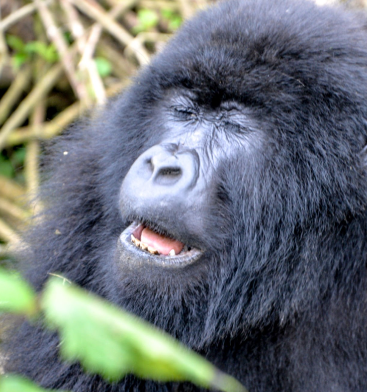 Book Rwanda gorilla permits for Volcanoes National Park trekking adventure