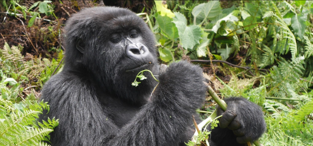 Book Rwanda gorilla permit for trekking in Volcanoes National Park.