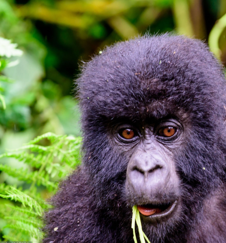 Budget travel Rwanda: scenic landscapes, affordable safaris, and vibrant cities