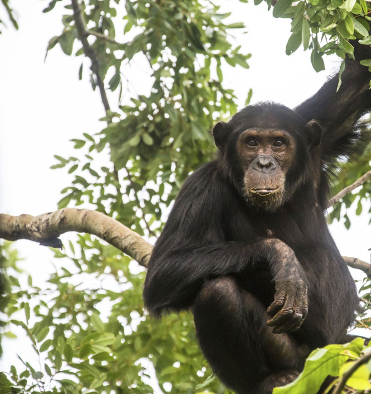 Chimpanzee trekking in Gombe Stream National Park, Tanzania.