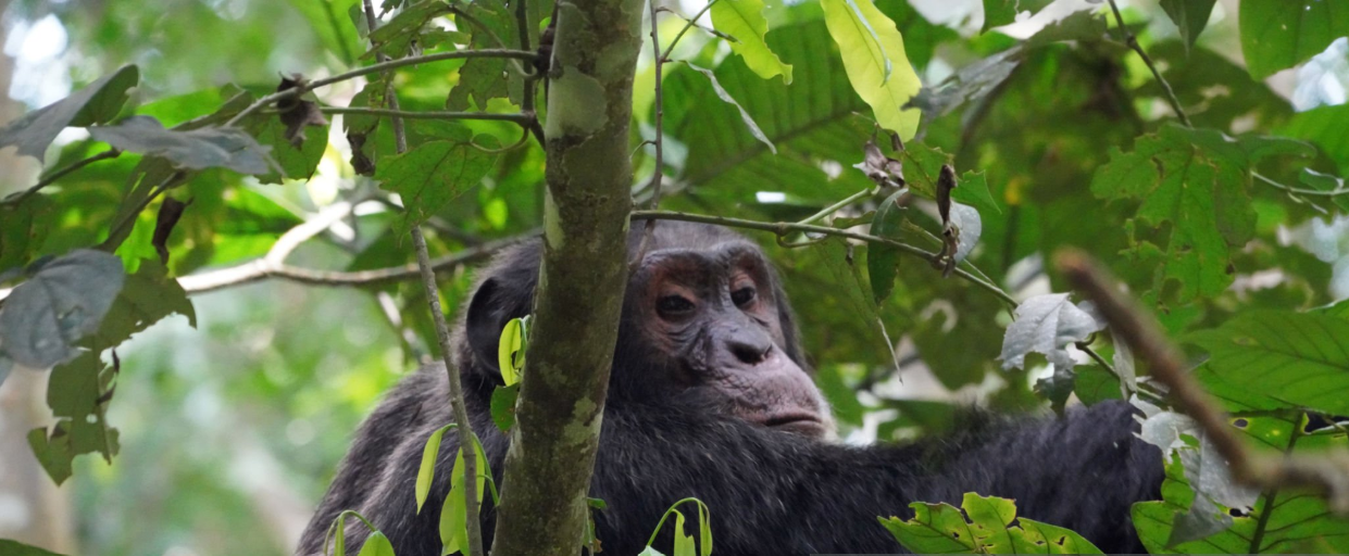 Chimpanzee trekking in Nyungwe Forest, Rwanda's lush tropical rainforest with diverse wildlife.