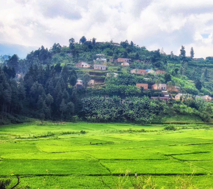 Combine Tanzania-Rwanda Adventure: Safari, gorilla trek, and stunning East African landscapes.