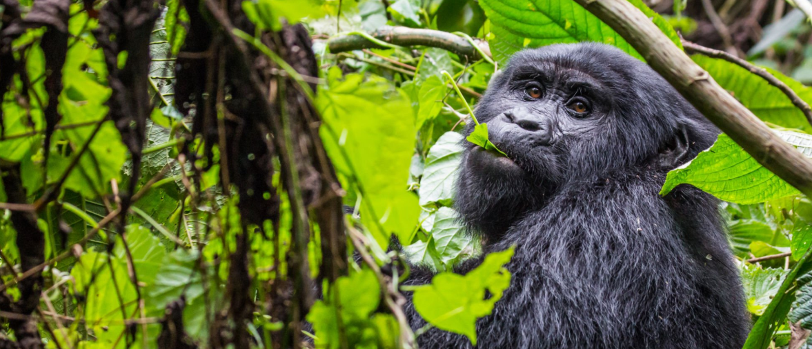 Cultural experiences in Tanzania and Rwanda: traditions, dances, and historic sites.