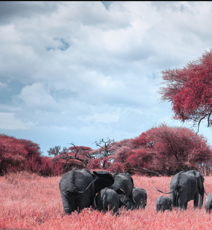 Explore Tanzania's wildlife, landscapes, and luxury safari accommodations for your dream holiday