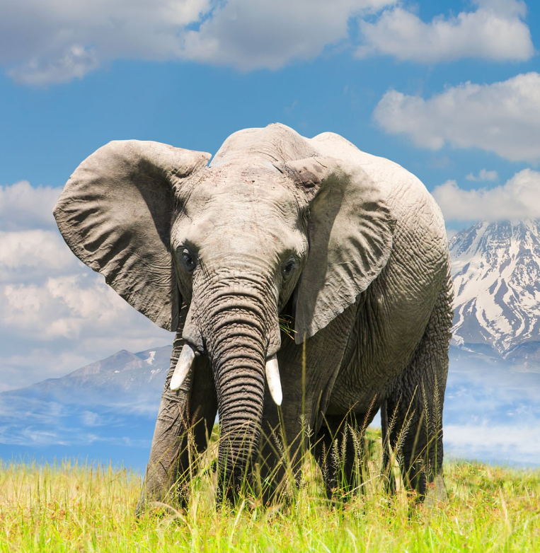 Eco-friendly Tanzania safaris: sustainable lodges, wildlife, and conservation-focused adventures in Serengeti.