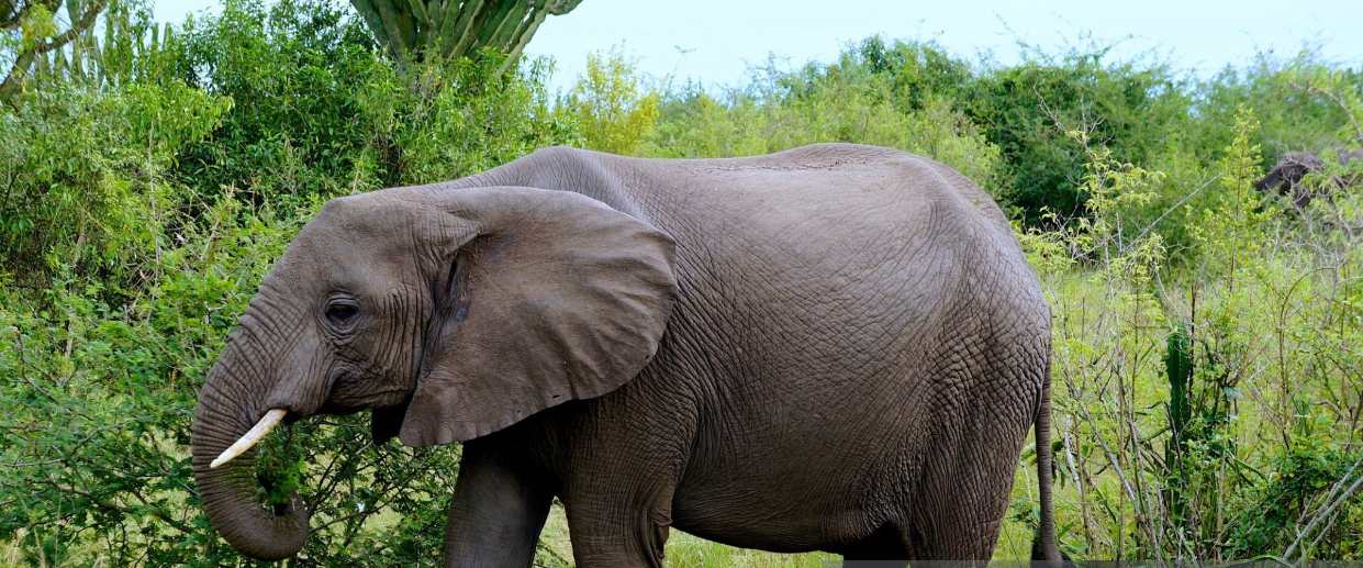 Rwanda Elephant Safari in Akagera National Park during an unforgettable safari