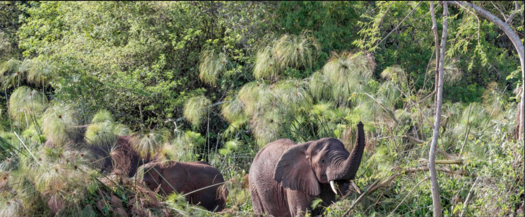 Elephants in Akagera grazing near Lake Ihema on a golden savanna sunset.