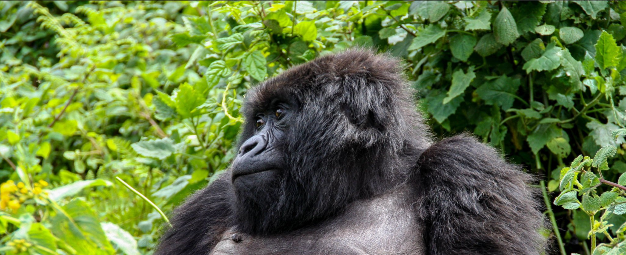 Gorilla trekking in Rwanda during the best time for unforgettable wildlife encounters.