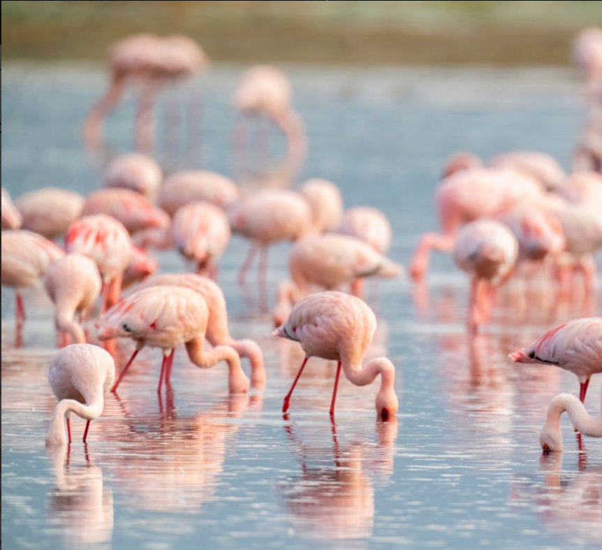 Greater flamingos standing in Tanzania's Ngorongoro Crater