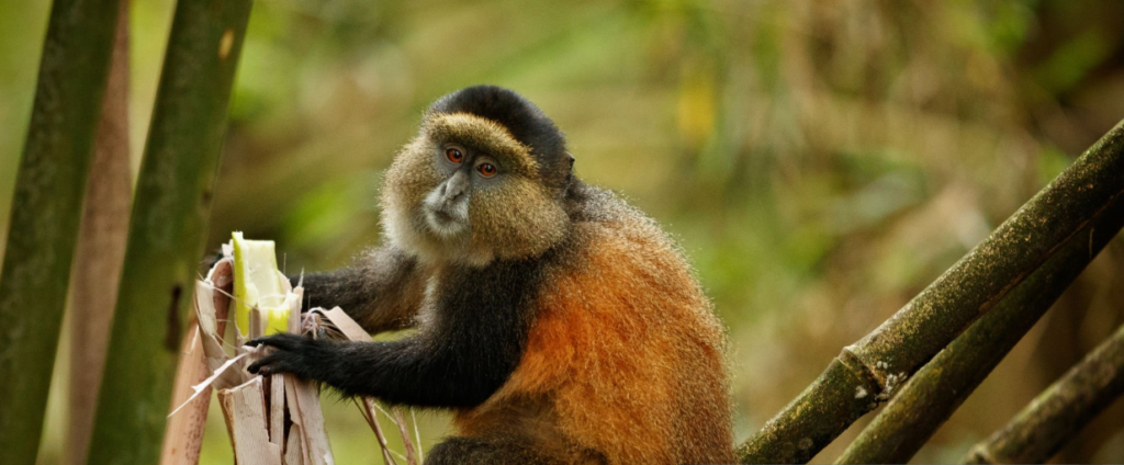 Golden monkeys in Rwanda playing in Volcanoes National Park's bamboo forest.