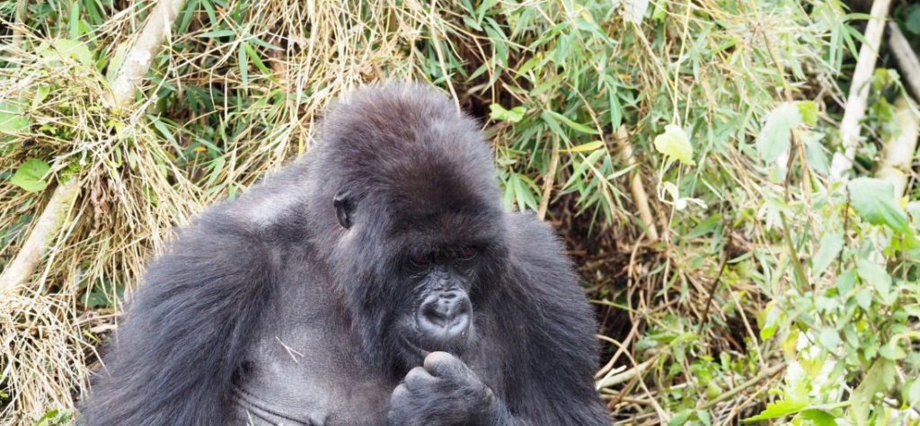 Hiker trekking Rwanda gorilla demands in Volcanoes National Park's lush terrain.