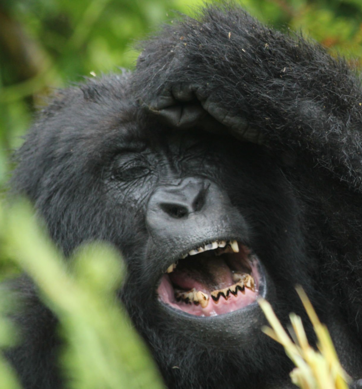 Gorilla trekking in Rwanda: rules, permits, and conservation guidelines explained.