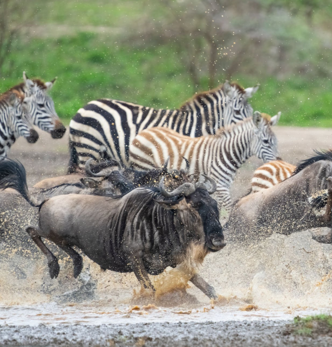 Wildebeest herds during Great Migration timing Tanzania, Serengeti.