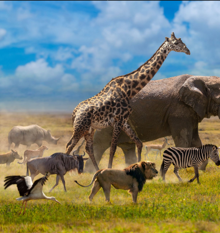 Wildebeest herds during the Great Migration in Tanzania's Serengeti National Park