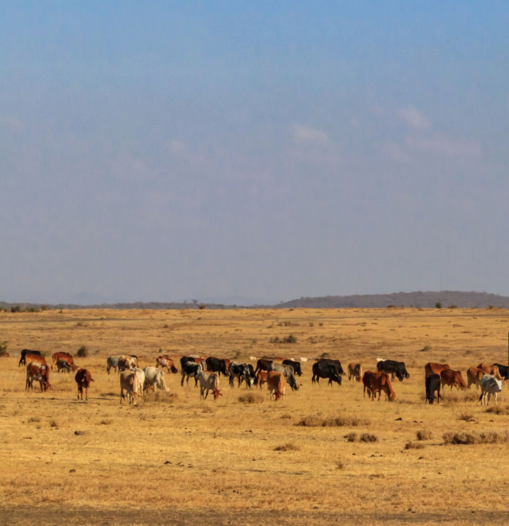 Rider on horseback exploring Tanzania wilderness during an unforgettable safari adventure
