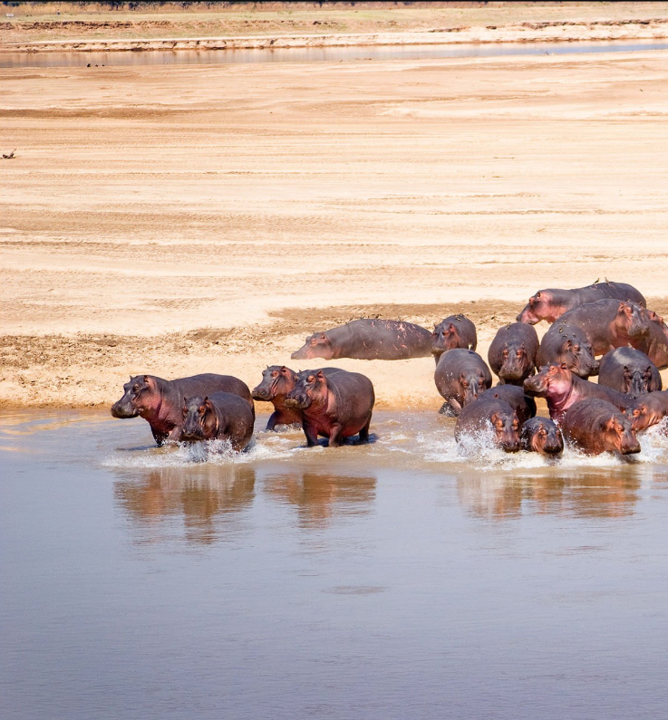 Hippos in Katuma River, Katavi National Park, Tanzania’s remote safari destination.
