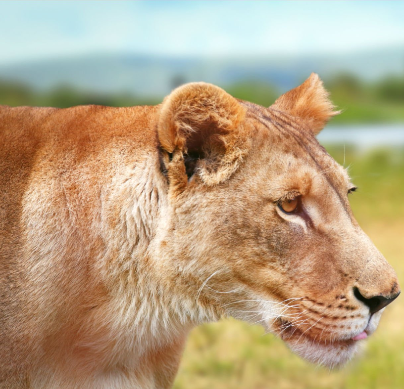 Lions in Akagera Park roaming Rwanda's stunning savannah landscape.