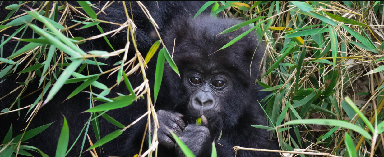 Luxury lodges in Rwanda for gorilla trekking amidst stunning volcanic landscapes.