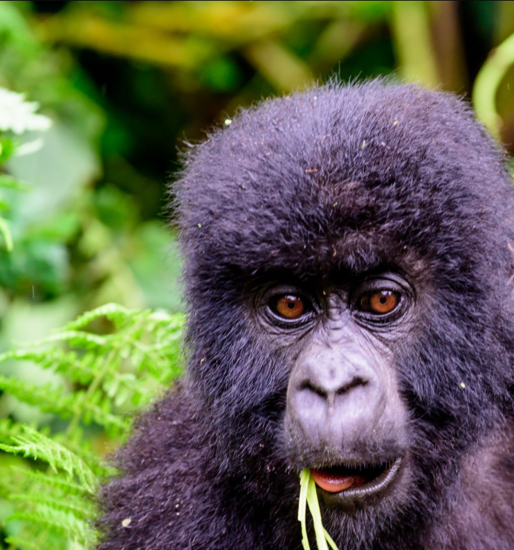 Must-see Rwanda attractions: Akagera, Lake Kivu, Nyungwe Forest, Kigali.