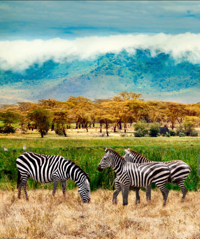 Wildlife in Ngorongoro Crater, Tanzania safari adventure, Big Five sightings.