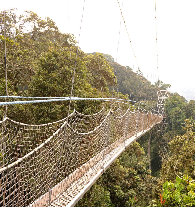 Nyungwe Forest Canopy Walk: Suspended bridge amidst lush Rwandan rainforest treetops
