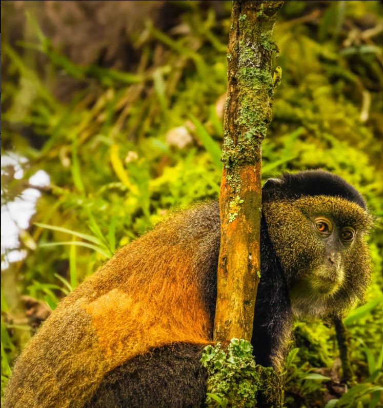 Chimpanzees in Nyungwe Forest wildlife, Rwanda's lush rainforest biodiversity hotspot