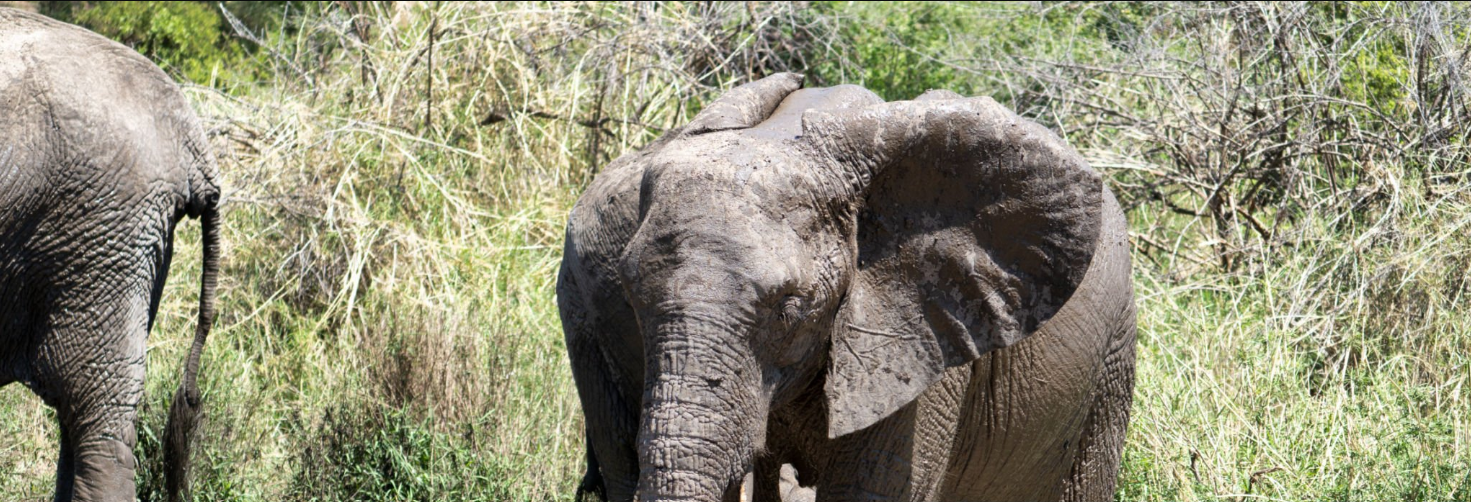 Best Tanzania safari time: wildlife, landscapes, and luxury lodges await.
