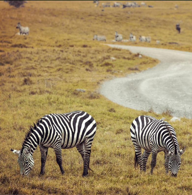 "Remote Southern Tanzania safari landscapes, wildlife, and luxury lodges in Ruaha and Selous.
