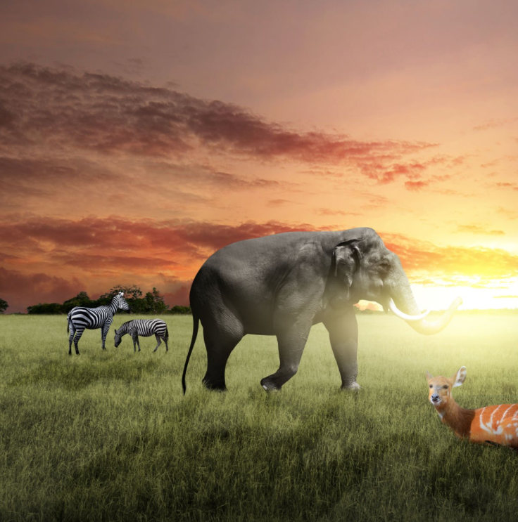 Respect wildlife, support communities on an ethical safari adventure.