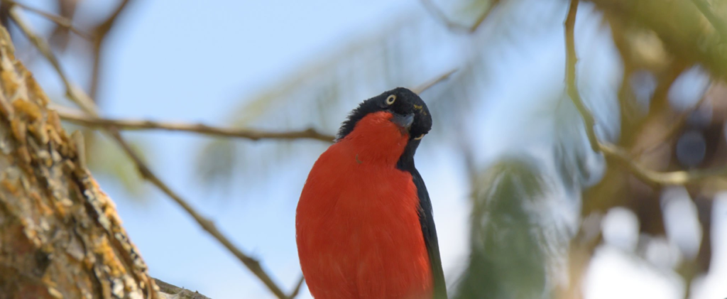 Best Rwanda birdwatching spots in lush forests and wetlands